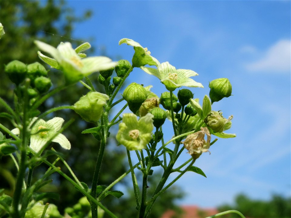 Rote Zaunrübe (Bryonia dioica) in Hockenheim