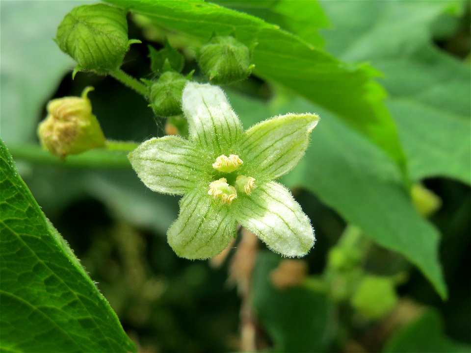 Rote Zaunrübe (Bryonia dioica) im Landesgartenschaupark Hockenheim
