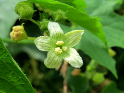 Rote Zaunrübe (Bryonia dioica) im Landesgartenschaupark Hockenheim