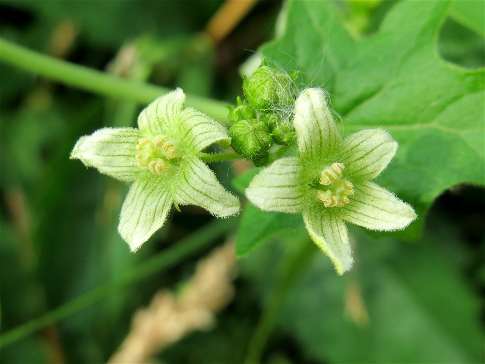 Rotfrüchtige Zaunrübe (Bryonia dioica) im Gartenschaupark Hockenheim