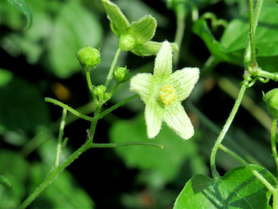 Rote Zaunrübe (Bryonia dioica) in Hockenheim