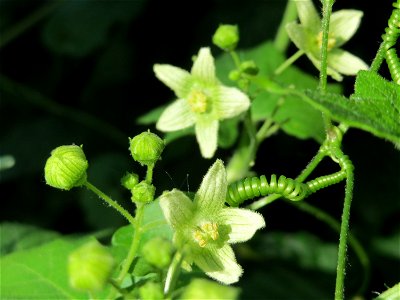 Rote Zaunrübe (Bryonia dioica) in Hockenheim