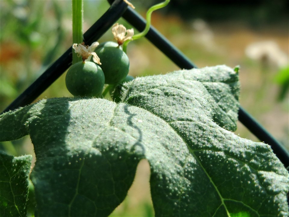 Rote Zaunrübe (Bryonia dioica) in Saarbrücken