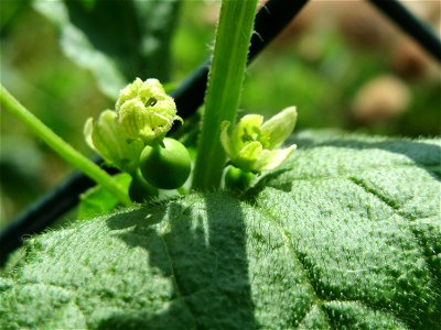 Rote Zaunrübe (Bryonia dioica) in Saarbrücken