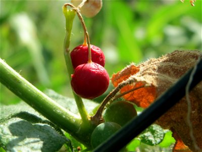 Rote Zaunrübe (Bryonia dioica) in Saarbrücken