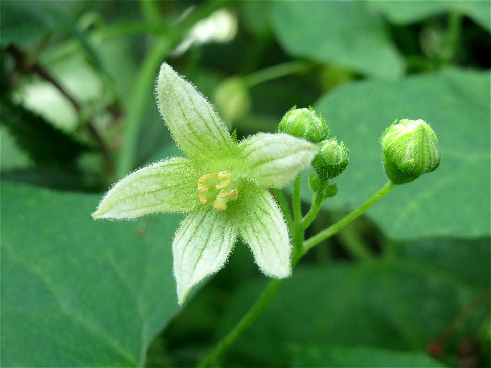 Rote Zaunrübe (Bryonia dioica) im Hockenheimer Rheinbogen