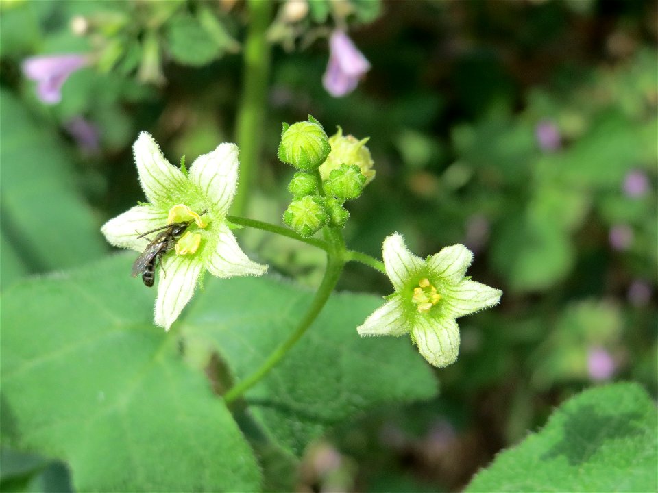 Rote Zaunrübe (Bryonia dioica) an der Elisabethenstraße bei Wiesbaden