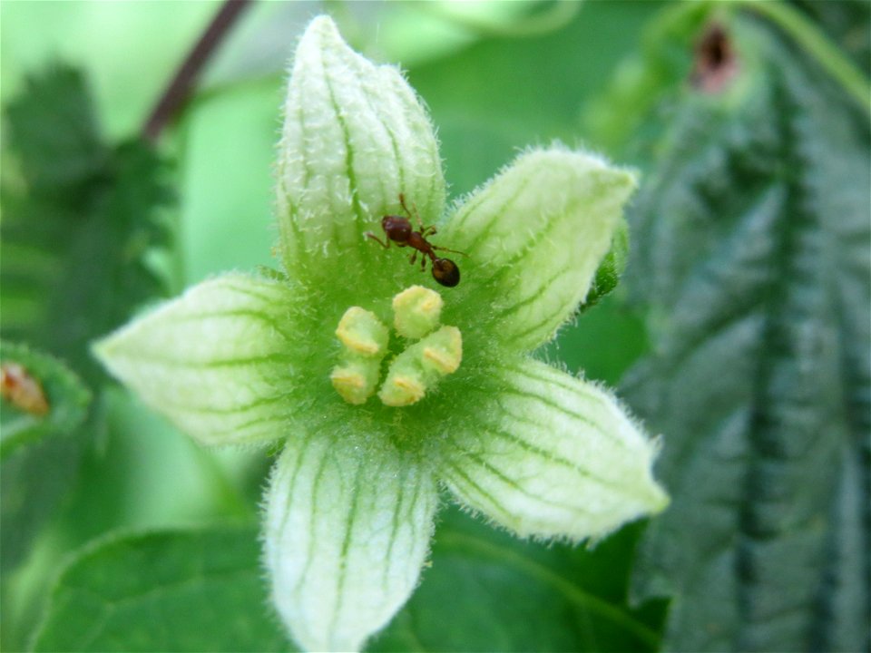 Rote Zaunrübe (Bryonia dioica) im Hockenheimer Rheinbogen