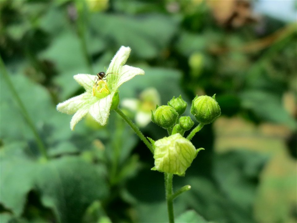 Rote Zaunrübe (Bryonia dioica) an der Elisabethenstraße bei Wiesbaden