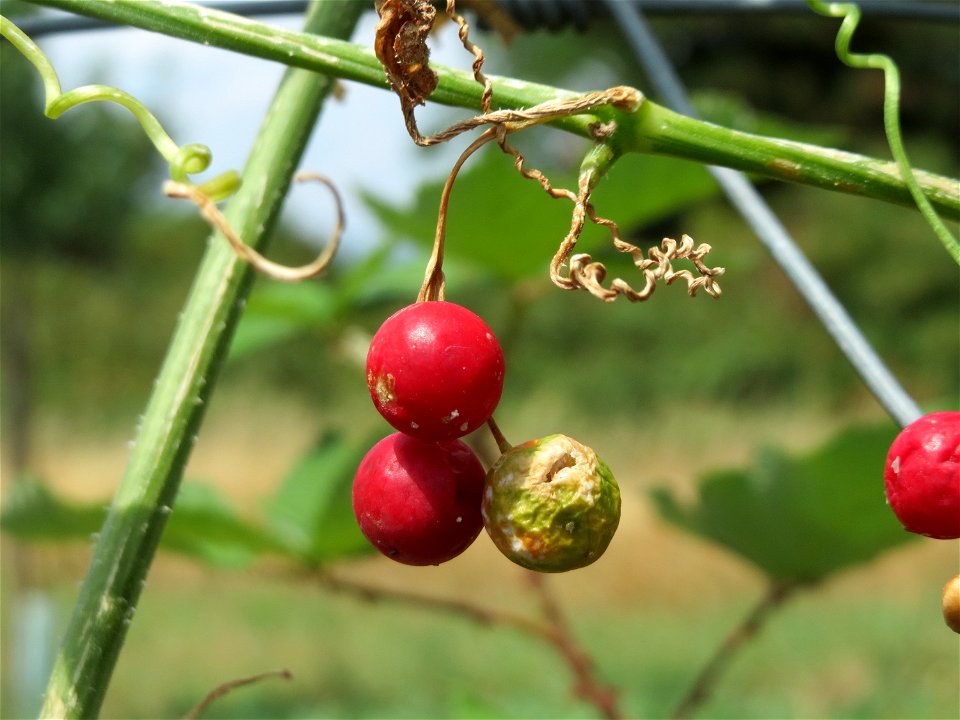 Rotfrüchtige Zaunrübe (Bryonia dioica) an der Elisabethenstraße bei Wiesbaden