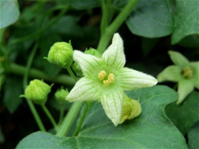 Rote Zaunrübe (Bryonia dioica) bei der Domäne Mechtildshausen bei Wiesbaden