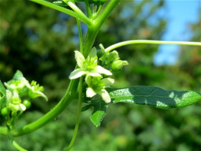 Rote Zaunrübe (Bryonia dioica) am Schalkenmehrener Maar