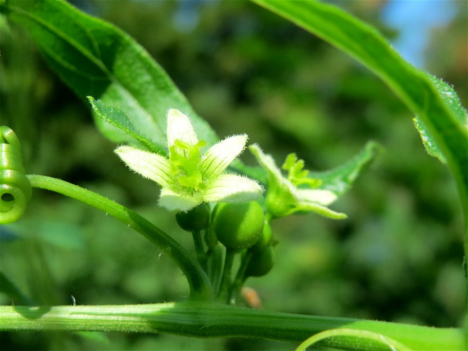 Rote Zaunrübe (Bryonia dioica) am Schalkenmehrener Maar
