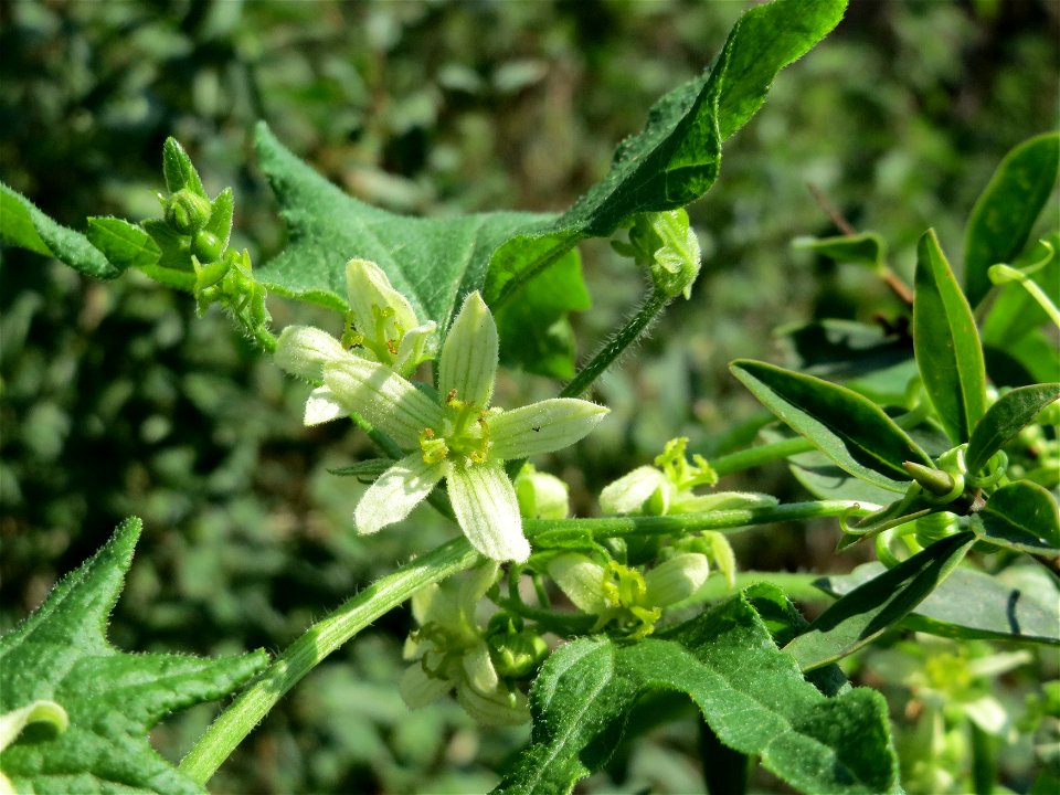 Rote Zaunrübe (Bryonia dioica) in Hockenheim-Talhaus