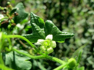 Rote Zaunrübe (Bryonia dioica) in Hockenheim-Talhaus