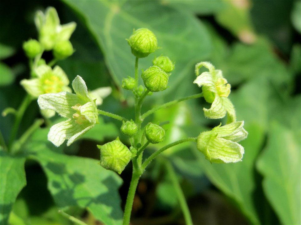 Rotfrüchtige Zaunrübe (Bryonia dioica) in Saarbrücken