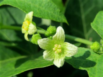 Rote Zaunrübe (Bryonia dioica) in Saarbrücken