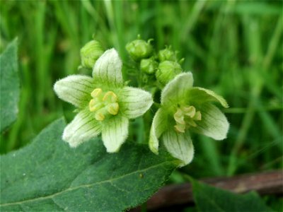 Rote Zaunrübe (Bryonia dioica) an der Sandgrube Lambsheim