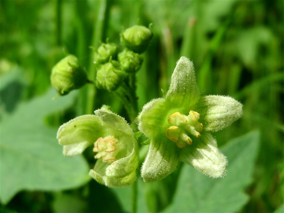 Rote Zaunrübe (Bryonia dioica) an der Sandgrube Lambsheim