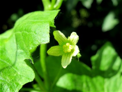 Rote Zaunrübe (Bryonia dioica) in Hockenheim