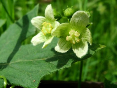 Rote Zaunrübe (Bryonia dioica) an der Sandgrube Lambsheim