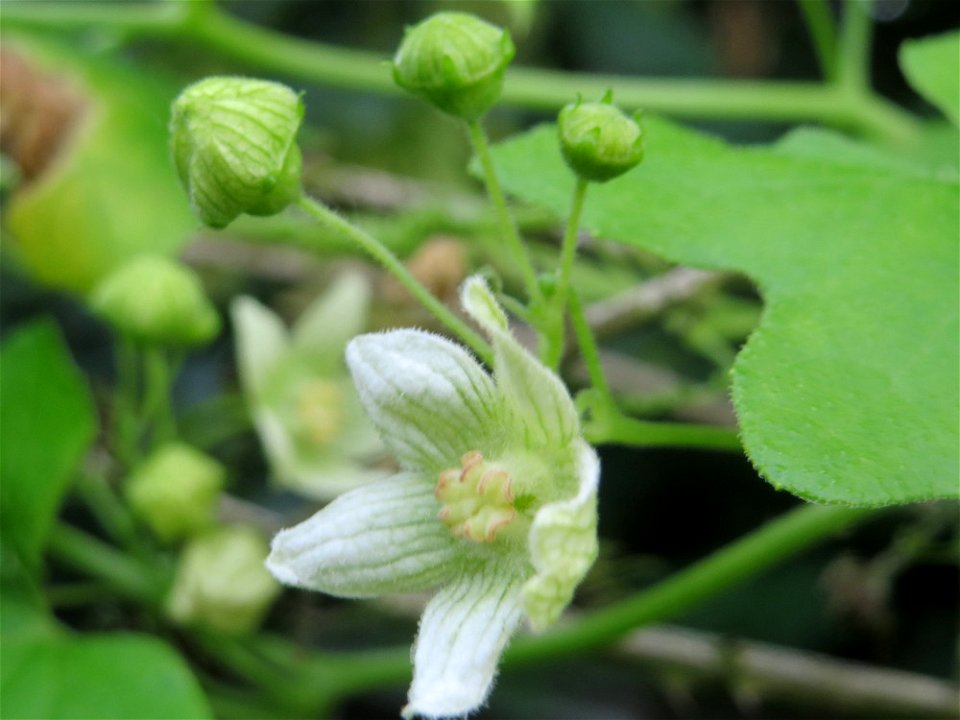 Rote Zaunrübe (Bryonia dioica) in Hockenheim