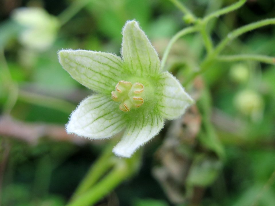 Rote Zaunrübe (Bryonia dioica) in Hockenheim