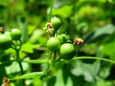 Frucht der Roten Zaunrübe (Bryonia dioica) in Hockenheim