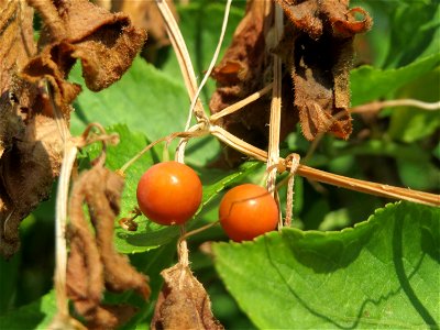 Frucht der Roten Zaunrübe (Bryonia dioica) in Hockenheim