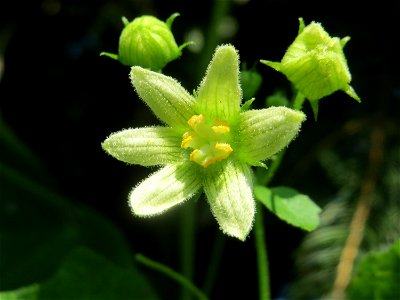 Rote Zaunrübe (Bryonia dioica) in Hockenheim