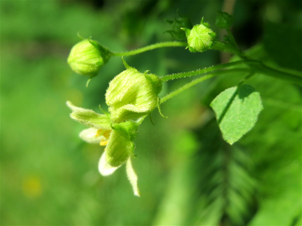 Rote Zaunrübe (Bryonia dioica) in Hockenheim