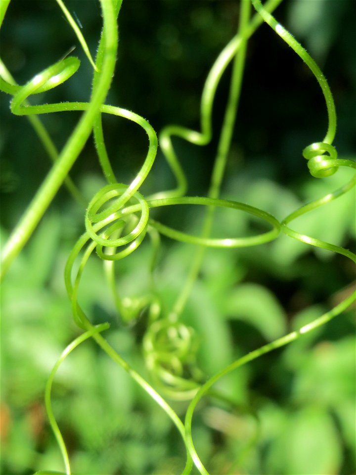 Rote Zaunrübe (Bryonia dioica) in Hockenheim