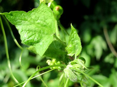 Rote Zaunrübe (Bryonia dioica) in Hockenheim