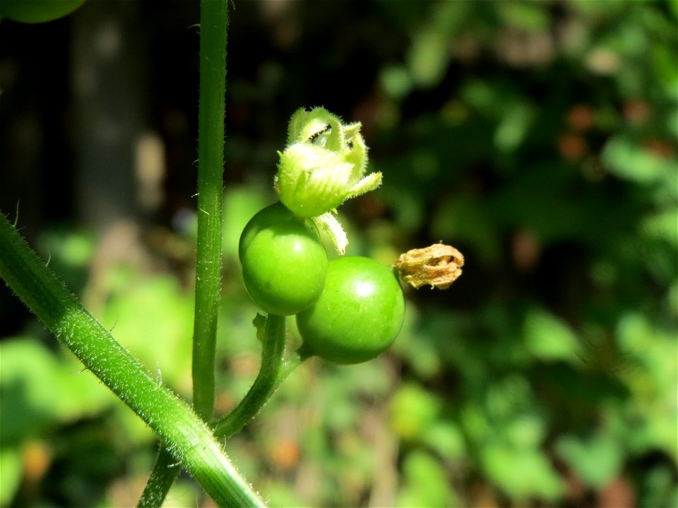 Rote Zaunrübe (Bryonia dioica) in Hockenheim