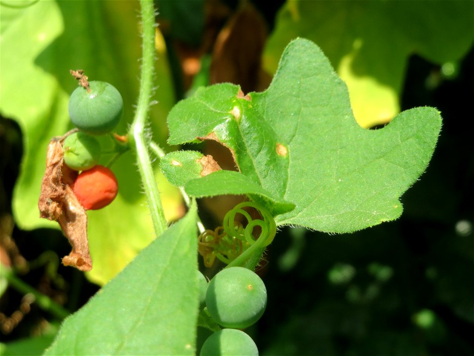 Rote Zaunrübe (Bryonia dioica) in Hockenheim