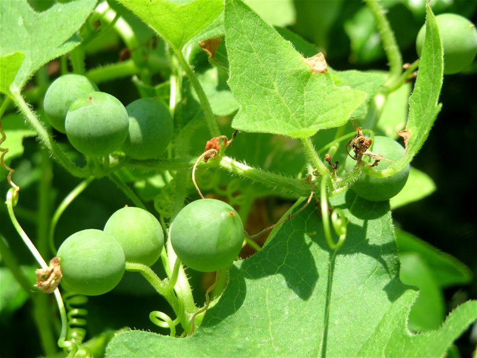 Frucht der Roten Zaunrübe (Bryonia dioica) in Hockenheim