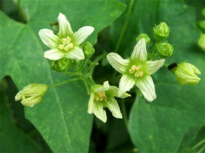 Rote Zaunrübe (Bryonia dioica) an der Elisabethenstraße bei Wiesbaden