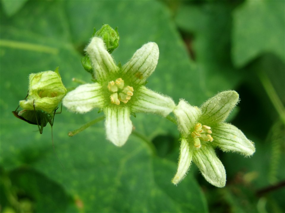 Rote Zaunrübe (Bryonia dioica) an der Elisabethenstraße bei Wiesbaden