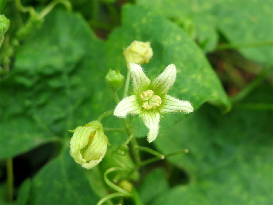 Rote Zaunrübe (Bryonia dioica) an der Elisabethenstraße bei Wiesbaden