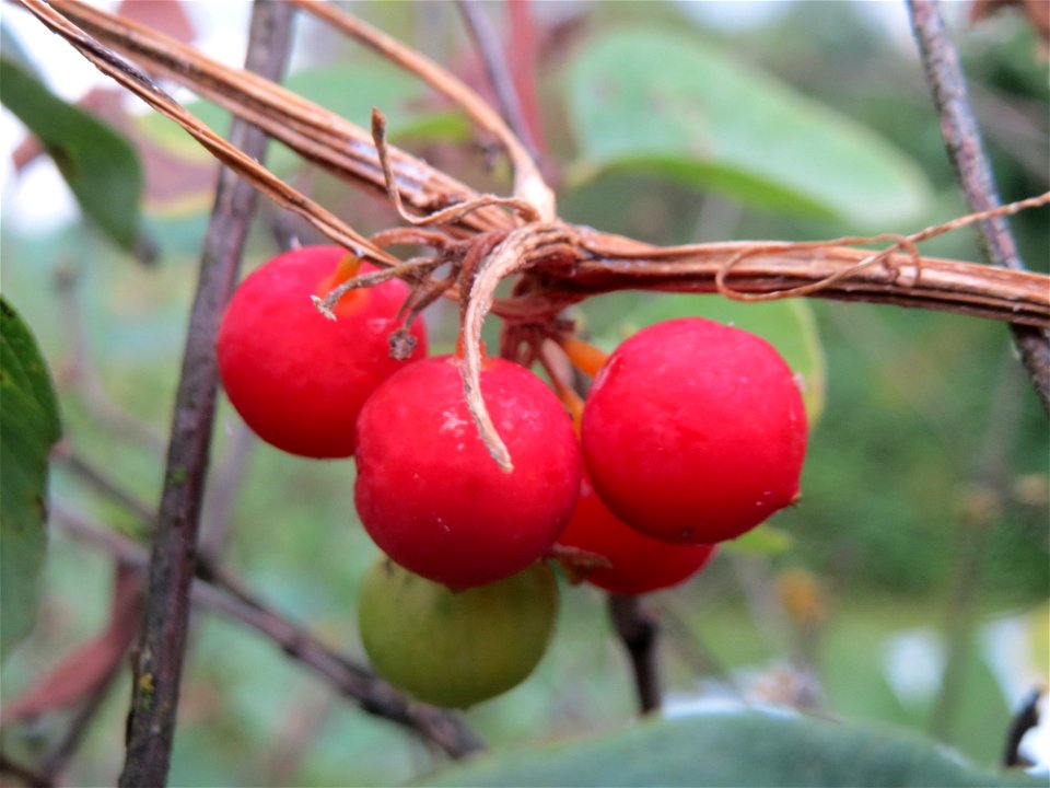 Rote Zaunrübe (Bryonia dioica) an der Elisabethenstraße bei Wiesbaden