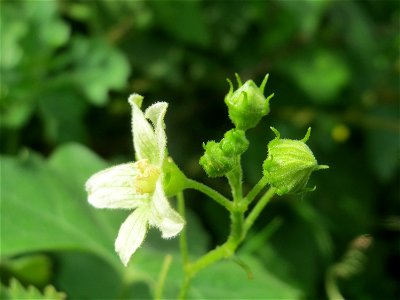 Rote Zaunrübe (Bryonia dioica) in Hockenheim-Talhaus