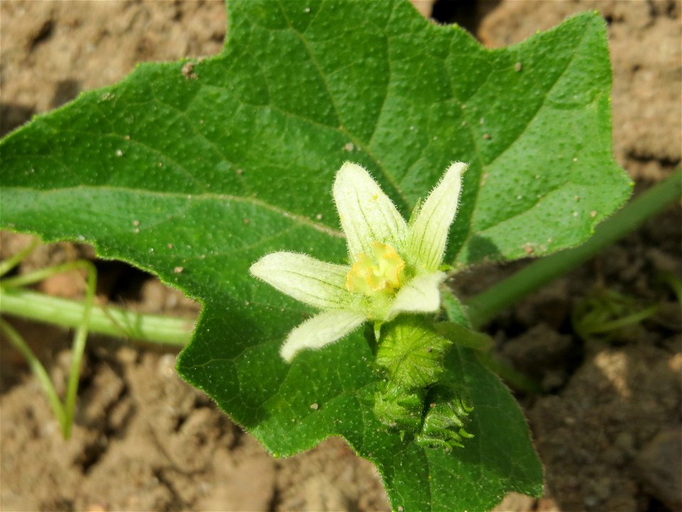 Rote Zaunrübe (Bryonia dioica) in Hockenheim-Talhaus