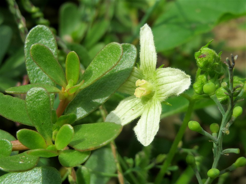Rote Zaunrübe (Bryonia dioica) in Hockenheim-Talhaus