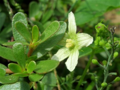 Rote Zaunrübe (Bryonia dioica) in Hockenheim-Talhaus