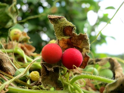 Rote Zaunrübe (Bryonia dioica) auf der Friedenshöhe (Naturschutzgebiet „Oftersheimer Dünen“)