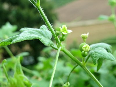 Rote Zaunrübe (Bryonia dioica) auf der Friedenshöhe (Naturschutzgebiet „Oftersheimer Dünen“)