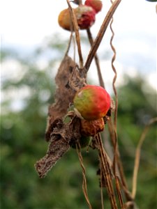 Rote Zaunrübe (Bryonia dioica) auf der Friedenshöhe (Naturschutzgebiet „Oftersheimer Dünen“)