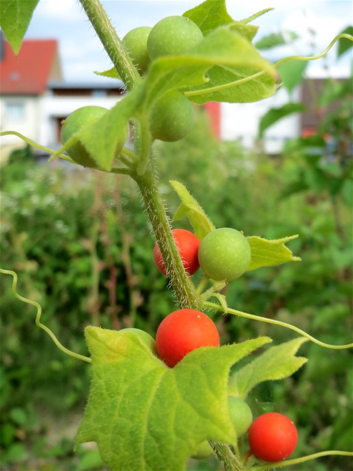 Rote Zaunrübe (Bryonia dioica) auf einer Ruderalfläche in Hockenheim