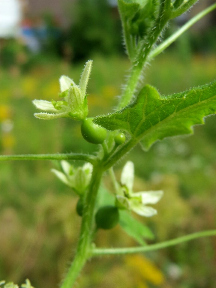 Rote Zaunrübe (Bryonia dioica) auf einer Ruderalfläche in Hockenheim