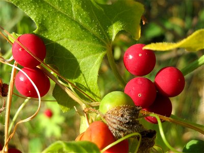 Rotfrüchtige Zaunrübe (Bryonia dioica) in Hockenheim
